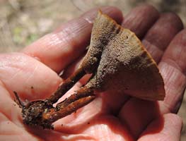 Here you can see the shallow pores on the cap's underside. Here you can see the shallow pores on the cap's underside.